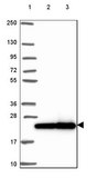 Anti-RPL29 antibody produced in rabbit Prestige Antibodies® Powered by Atlas Antibodies, affinity isolated antibody, buffered aqueous glycerol solution