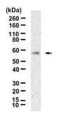Anti-METTL4 Antibody, clone 2I6 ZooMAb® Rabbit Monoclonal recombinant, expressed in HEK 293 cells