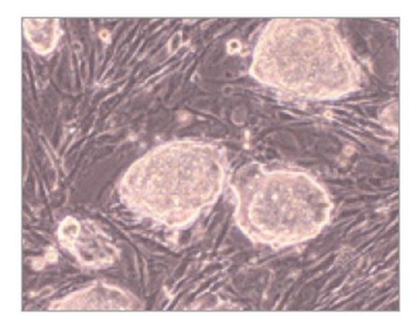 EmbryoMax&#174; Primary Mouse Embryonic Fibroblasts PMEF, Neo Resistant, Strain FVB, Irradiated, Passage 3