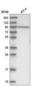 Anti-DHTKD1 antibody produced in rabbit Prestige Antibodies® Powered by Atlas Antibodies, affinity isolated antibody