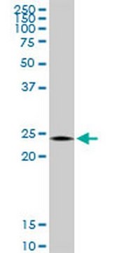 Anti-TWIST1 Rabbit pAb liquid, Calbiochem&#174;