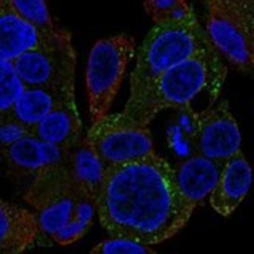 Anti-SNX5 antibody produced in rabbit Prestige Antibodies&#174; Powered by Atlas Antibodies, affinity isolated antibody, buffered aqueous glycerol solution