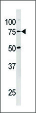 Anti-NUP54 (center) antibody produced in rabbit saturated ammonium sulfate (SAS) precipitated, buffered aqueous solution