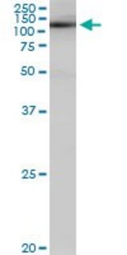 Monoclonal Anti-SALF antibody produced in mouse clone 5F12, purified immunoglobulin, buffered aqueous solution