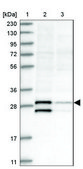 Anti-TRH antibody produced in rabbit Prestige Antibodies® Powered by Atlas Antibodies, affinity isolated antibody, buffered aqueous glycerol solution