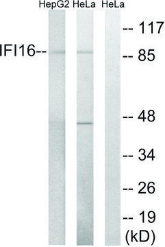 Anti-IFI16 antibody produced in rabbit affinity isolated antibody