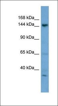 Anti-GNPTAB antibody produced in rabbit affinity isolated antibody