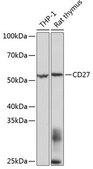 Anti-CD27 antibody produced in rabbit