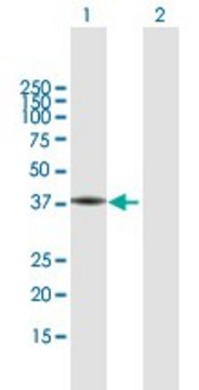 Anti-FA2H antibody produced in mouse purified immunoglobulin, buffered aqueous solution