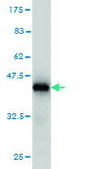 Monoclonal Anti-BUB1B antibody produced in mouse clone 2G5, purified immunoglobulin, buffered aqueous solution