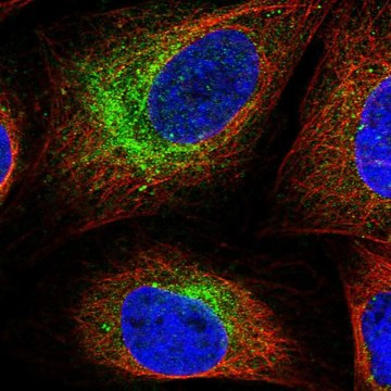 Anti-SCN3B antibody produced in rabbit Prestige Antibodies&#174; Powered by Atlas Antibodies, affinity isolated antibody