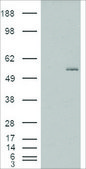 Anti-GCNT3 (AA 410-422) antibody produced in goat affinity isolated antibody, buffered aqueous solution
