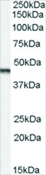 Anti-Aurora Kinase A/AURKA antibody produced in goat affinity isolated antibody, buffered aqueous solution