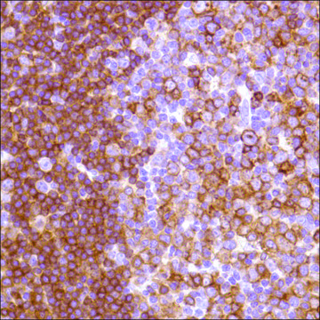 Anti-HLA-DP alpha 1 antibody, Rabbit monoclonal clone SP228, recombinant, expressed in proprietary host, affinity isolated antibody