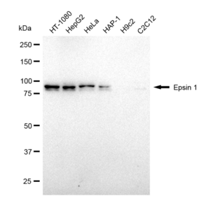 Anti Epsin 1 Antibody, clone 23GB1525, Rabbit Monoclonal clone 23GB1525, recombinant rabbit monoclonal, expressed in HEK293 cells