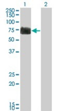 Monoclonal Anti-RTN2 antibody produced in mouse clone 6A11, purified immunoglobulin, buffered aqueous solution