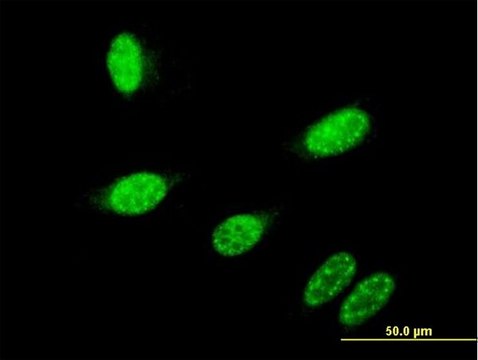 Monoclonal Anti-GBX2 antibody produced in mouse clone 2A4, purified immunoglobulin, buffered aqueous solution