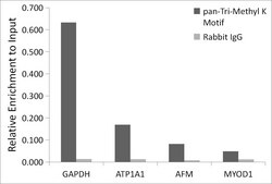 Anti-pan-Tri-Methyl lysine antibody produced in rabbit
