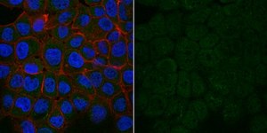 Anti-Dynein Antibody, IC, cytosolic, clone 74.1, Alexa Fluor™ 488 Conjugate clone 74.1, from mouse, ALEXA FLUOR™ 488