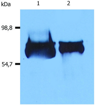 Monoclonal Anti-Albumin antibody produced in mouse clone AL-01