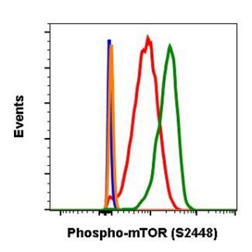 Monoclonal Anti-MTOR (phospho S2448) antibody produced in rabbit clone E11