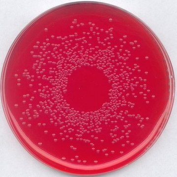 GranuCult&#174; BPLS agar, modified pkg of 500&#160;g, for Salmonella spp.