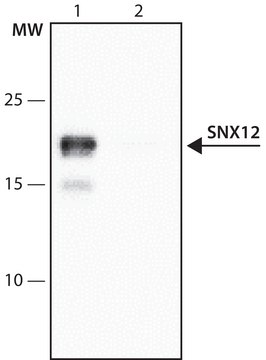 Anti-SNX12 (11-24) antibody produced in rabbit IgG fraction of antiserum