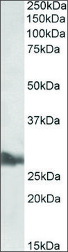 Anti-APOA1 antibody produced in goat affinity isolated antibody, buffered aqueous solution