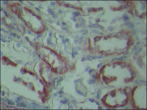 Monoclonal Anti-Polycystin-1 antibody produced in mouse clone PKD46, tissue culture supernatant, buffered aqueous solution