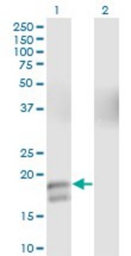 Monoclonal Anti-GCG antibody produced in mouse clone 2D3-2B11, purified immunoglobulin, buffered aqueous solution