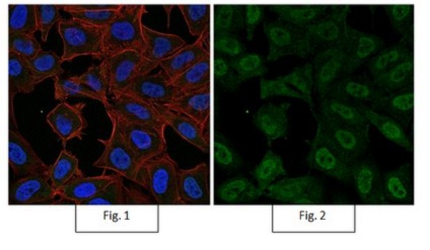 Anti-dimethyl-Histone H3 (Lys9) Antibody, Alexa Fluor&#8482; 488 Conjugate from rabbit, ALEXA FLUOR&#8482; 488