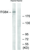 Anti-Integrin β4 antibody produced in rabbit affinity isolated antibody