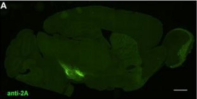 Anti-2A Peptide Antibody serum, from rabbit