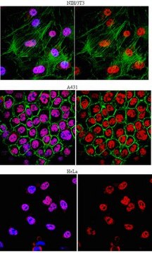 Anti-hnRNP Q Antibody, clone 7A11.2 clone 7A11.2, from mouse