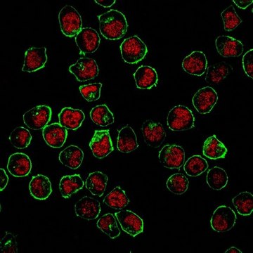 Anti-RNF168 Antibody from rabbit, purified by affinity chromatography