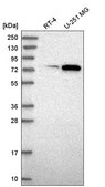 Anti-ORC3 antibody produced in rabbit Prestige Antibodies® Powered by Atlas Antibodies, affinity isolated antibody