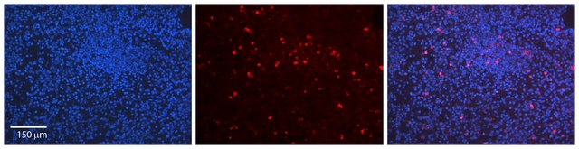 Anti-LMNB1 antibody produced in rabbit affinity isolated antibody