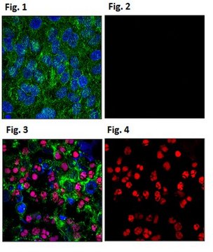 Anti-phospho-H2A.X Antibody (Ser139), clone JBW301, Alexa Fluor&#8482; 555 Conjugate clone JBW301, from mouse, ALEXA FLUOR&#8482; 555