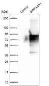 抗-GORASP1 兔抗 Prestige Antibodies® Powered by Atlas Antibodies, affinity isolated antibody, buffered aqueous glycerol solution