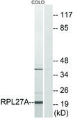 Anti-RPL27A, C-Terminal antibody produced in rabbit affinity isolated antibody