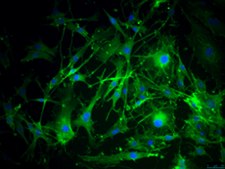 YUMM 1.3 Mouse Melanoma Cell Line