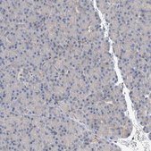 Anti-GCNA antibody produced in rabbit Prestige Antibodies® Powered by Atlas Antibodies, affinity isolated antibody, buffered aqueous glycerol solution