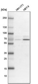 Anti-GNL3L antibody produced in rabbit Prestige Antibodies® Powered by Atlas Antibodies, affinity isolated antibody, buffered aqueous glycerol solution