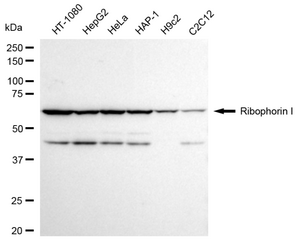 KD-Validated Anti Ribophorin I Antibody, clone 24GB1090, Rabbit Monoclonal clone 24GB1090, recombinant rabbit monoclonal, expressed in HEK293 cells