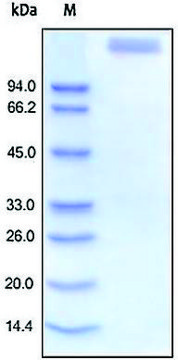 LEPR/CD295 human recombinant, expressed in HEK 293 cells, &#8805;95% (SDS-PAGE)