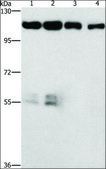 Anti-CDK11A/CDK11B antibody produced in rabbit affinity isolated antibody