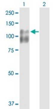 Anti-CDH3 antibody produced in rabbit purified immunoglobulin, buffered aqueous solution