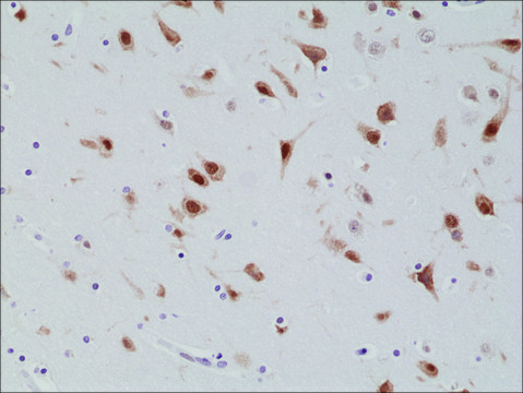 Anti-NeuN (Fox3, RBFOX3) antibody, Rabbit monoclonal recombinant, expressed in HEK 293 cells, clone RM312, purified immunoglobulin