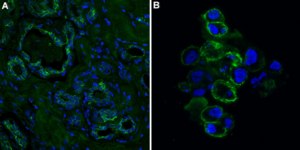 Anti-Epithelial Cell Adhesion Molecule (EpCAM) Antibody, clone 8 clone mab 8, from mouse