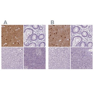 Anti-NECAB1 antibody produced in rabbit Prestige Antibodies&#174; Powered by Atlas Antibodies, affinity isolated antibody, buffered aqueous glycerol solution, Ab3